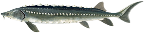 This Acipenser Transmontanus - White Sturgeon
